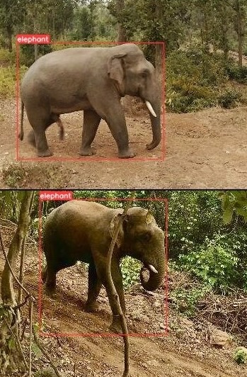 Elephant Detection