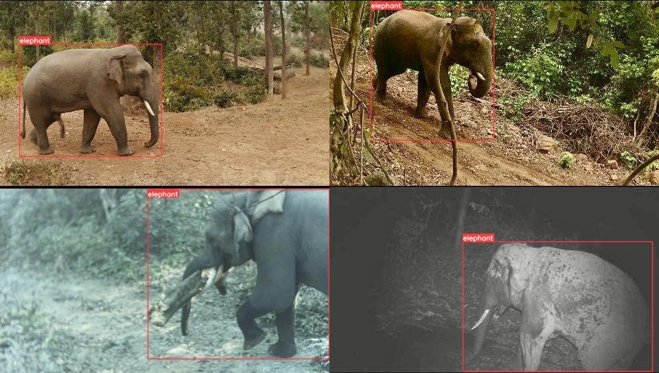 Elephant Detection