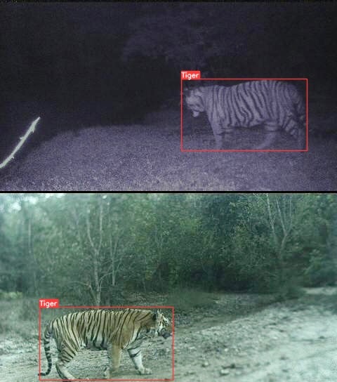 Tiger Detection