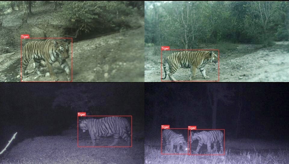 Tiger Detection